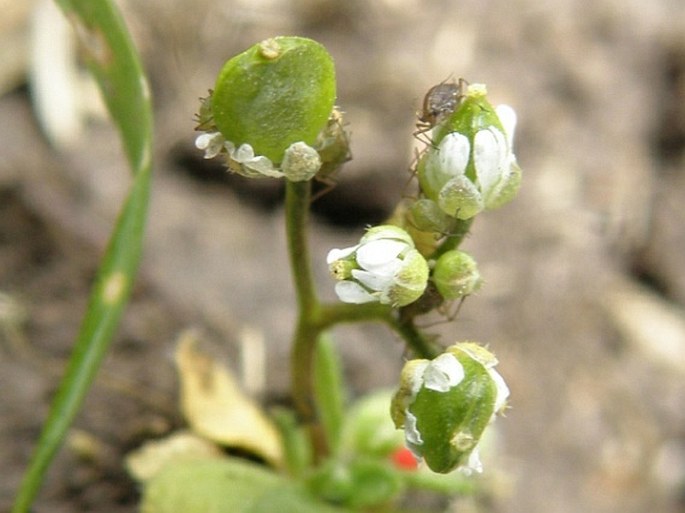 Erophila verna subsp. macrosperma