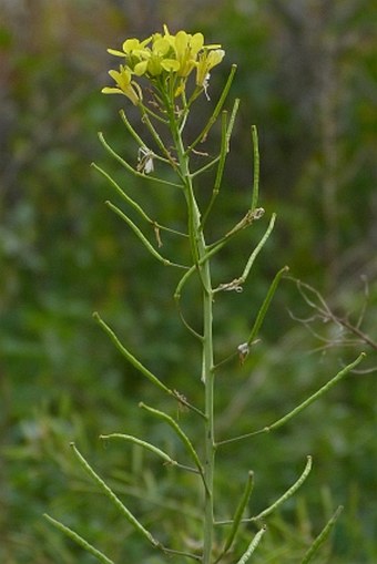 Erucastrum nasturtiifolium