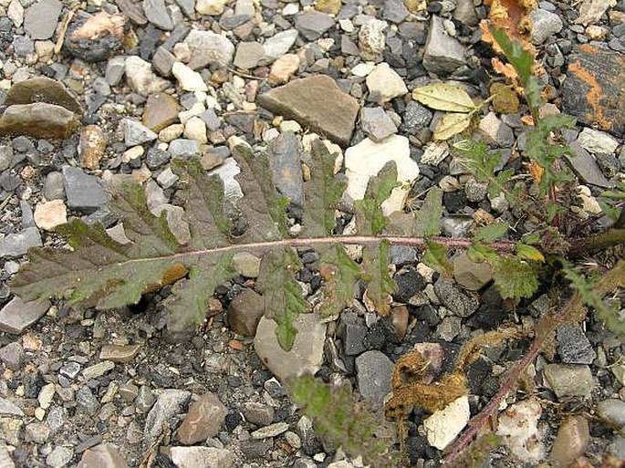 Erucastrum nasturtiifolium