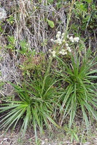 Eryngium paniculatum