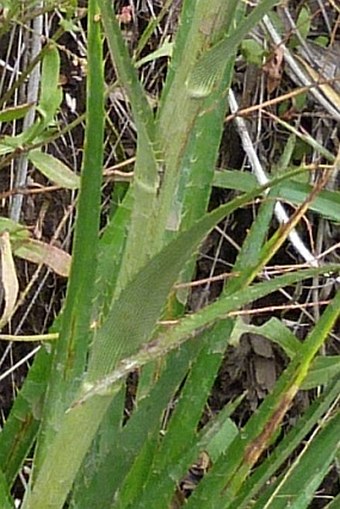 Eryngium paniculatum