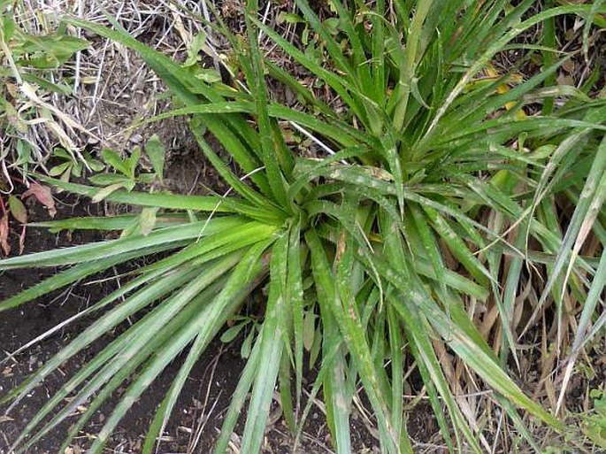 Eryngium paniculatum