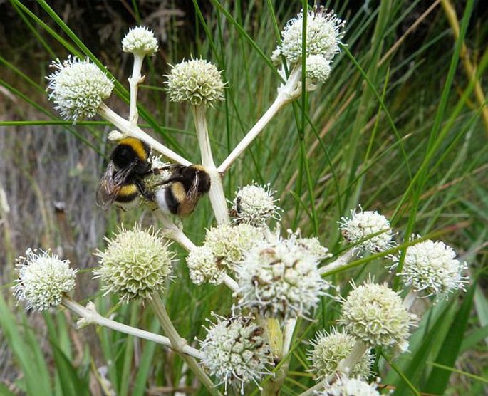 Eryngium paniculatum