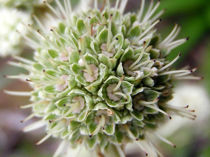 Eryngium paniculatum