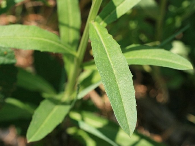 Erysimum hieraciifolium