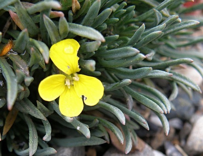 Erysimum kotschyanum