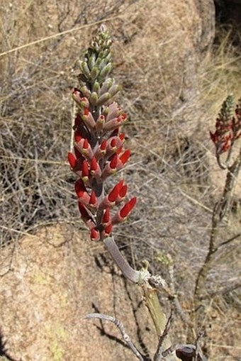 Erythrina flabelliformis