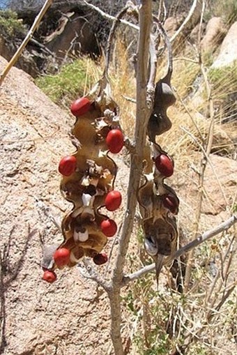 Erythrina flabelliformis