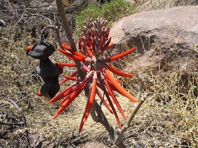 Erythrina flabelliformis