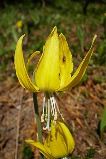 Erythronium grandiflorum subsp. grandiflorum