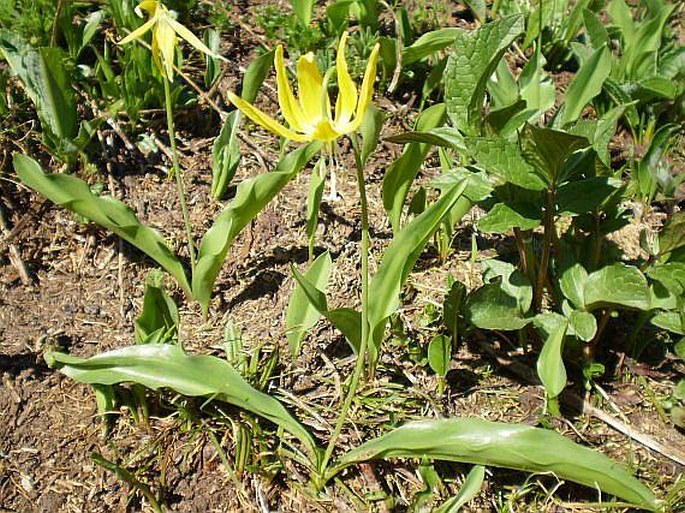 Erythronium grandiflorum subsp. grandiflorum