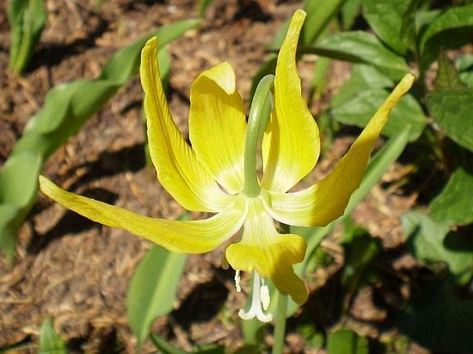 Erythronium grandiflorum subsp. grandiflorum