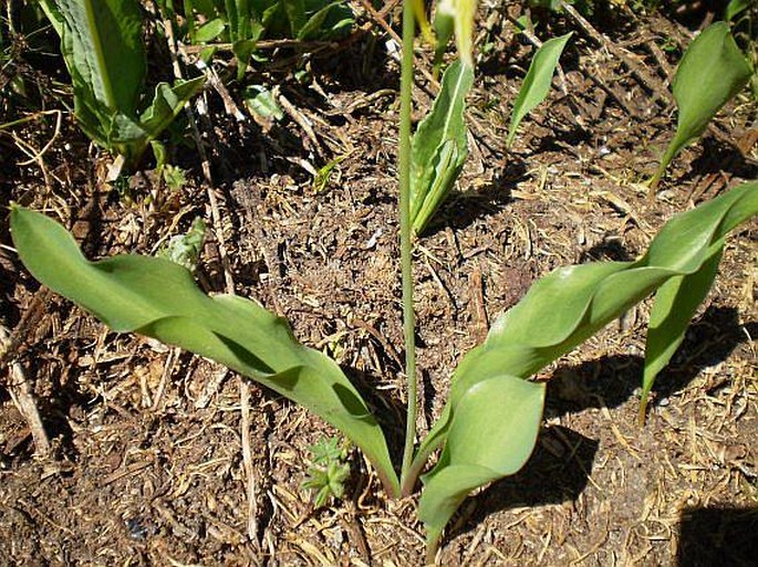 Erythronium grandiflorum subsp. grandiflorum