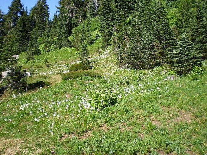 Erythronium montanum