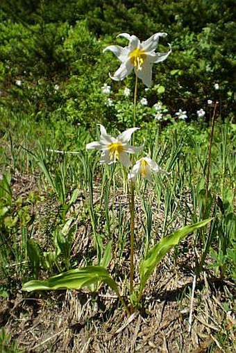 Erythronium montanum