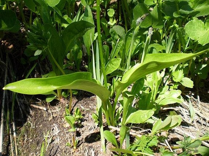 Erythronium montanum