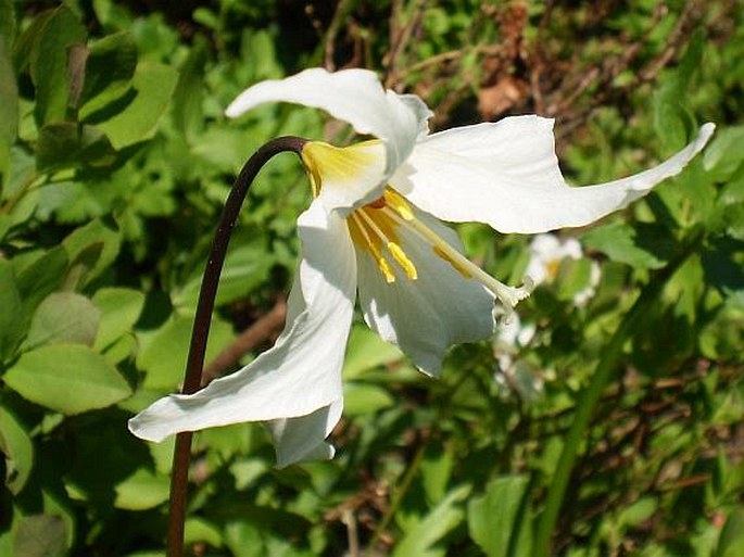 Erythronium montanum