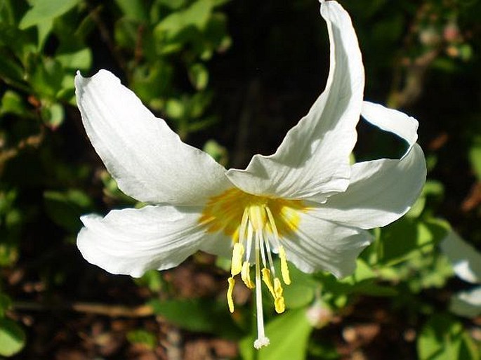 Erythronium montanum