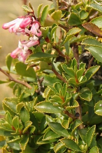 Escallonia alpina