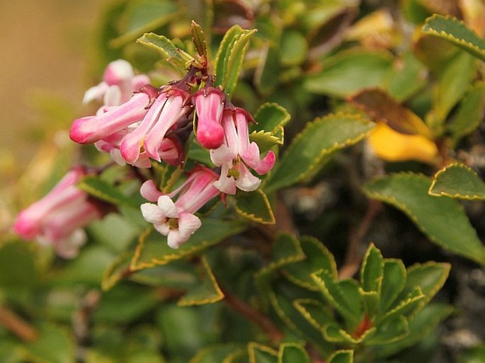 ESCALLONIA ALPINA Poepp. ex DC. - zábluda alpínská