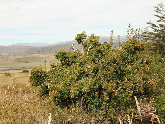 Escallonia alpina