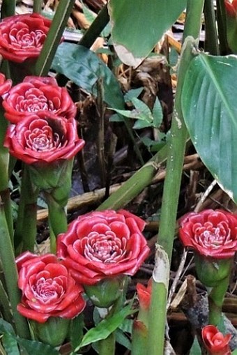 Etlingera corneri