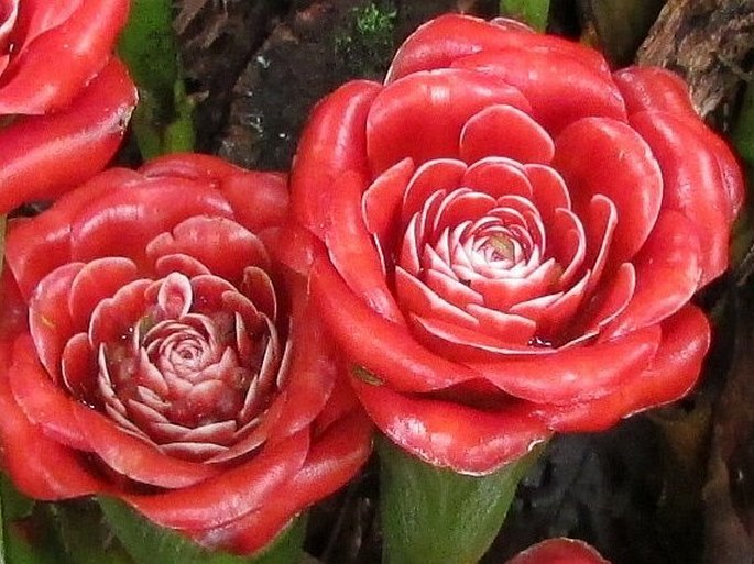 Etlingera corneri