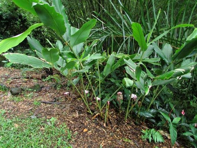 Etlingera venusta