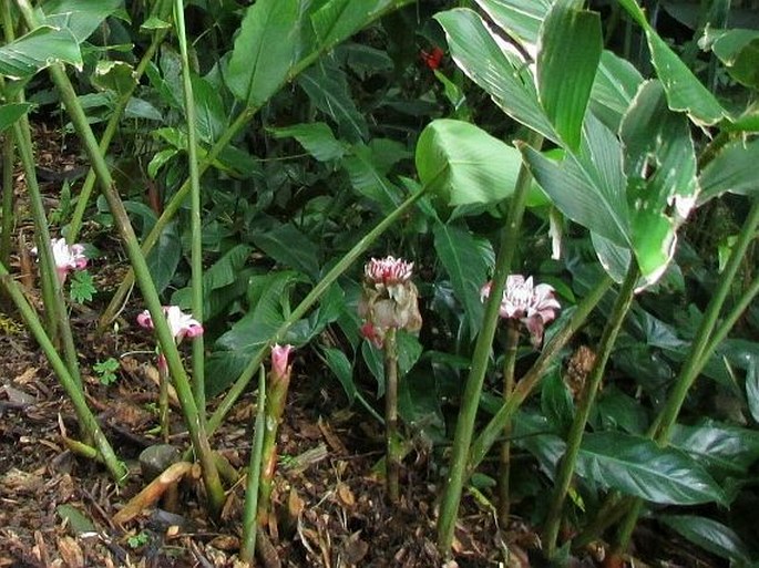 Etlingera venusta