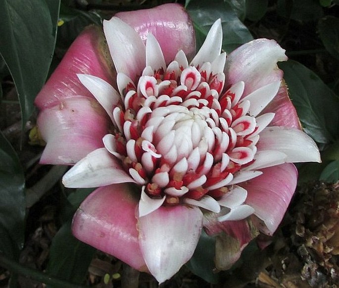 Etlingera venusta