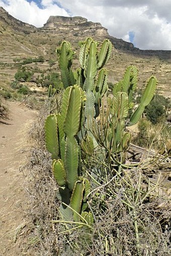 Euphorbia abyssinica