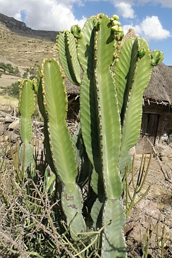 Euphorbia abyssinica