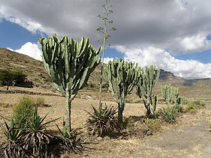 Euphorbia abyssinica