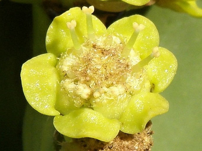 Euphorbia abyssinica