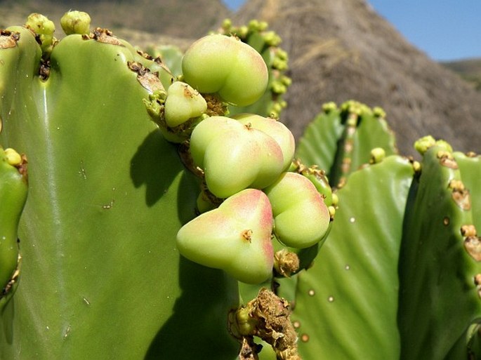 Euphorbia abyssinica