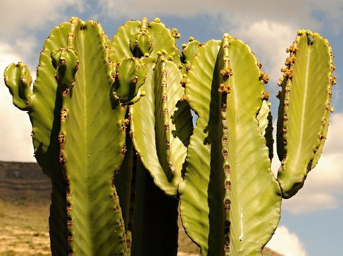 Euphorbia abyssinica