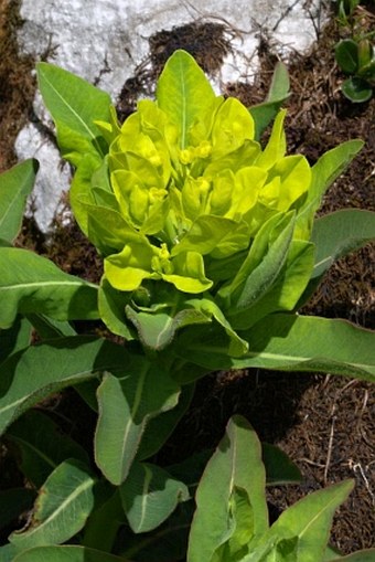 Euphorbia austriaca