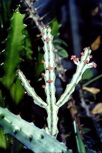 在庫僅少74 Euphorbia glochidiata(Tana) R4\\7月 新着発根管理中 ユーフォルビア サボテン 多肉植物　塊根　コーデックス 塊茎 サボテン