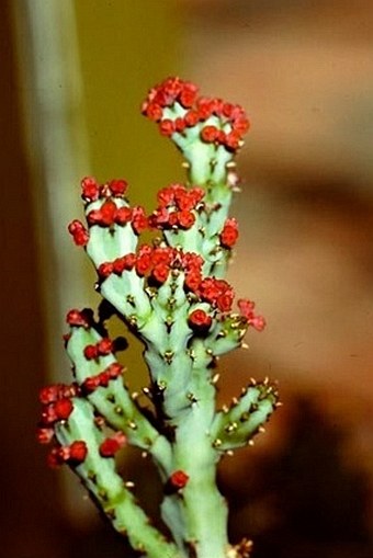 在庫僅少74 Euphorbia glochidiata(Tana) R4\\7月 新着発根管理中 ユーフォルビア サボテン 多肉植物　塊根　コーデックス 塊茎 サボテン