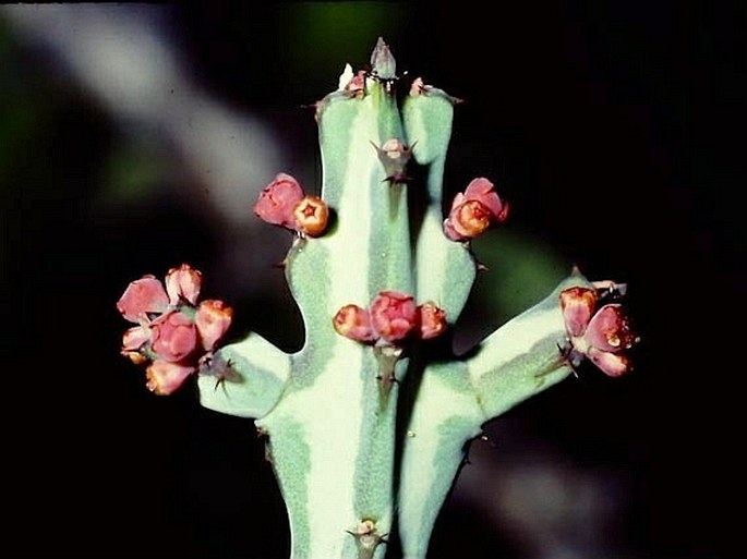 在庫僅少74 Euphorbia glochidiata(Tana) R4\\7月 新着発根管理中 ユーフォルビア サボテン 多肉植物　塊根　コーデックス 塊茎 サボテン