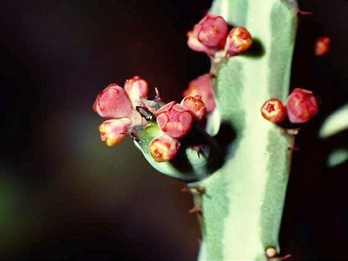 Euphorbia glochidiata