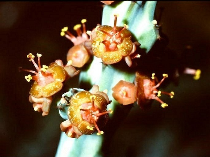 在庫僅少74 Euphorbia glochidiata(Tana) R4\\7月 新着発根管理中 ユーフォルビア サボテン 多肉植物　塊根　コーデックス 塊茎 サボテン