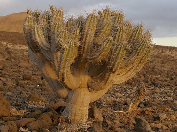 Euphorbia handiensis