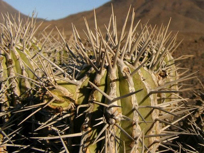 Euphorbia handiensis