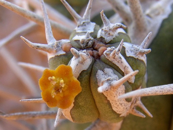 Euphorbia handiensis