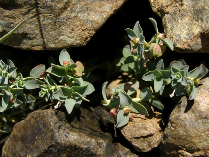 Euphorbia herniariifolia