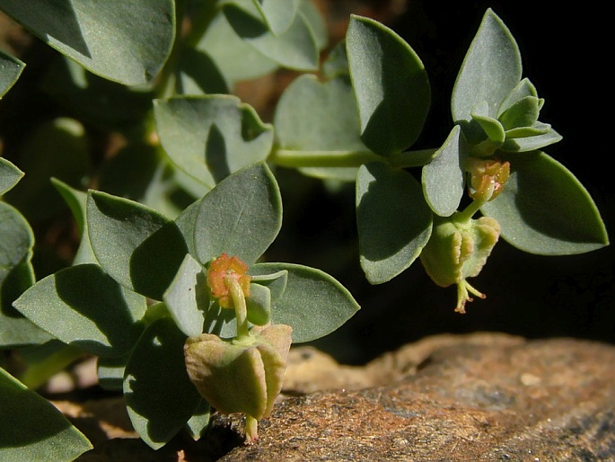 Euphorbia herniariifolia