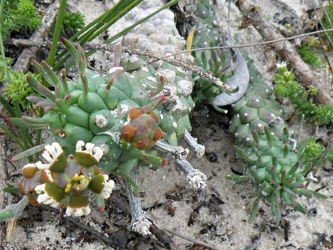 Euphorbia caput-medusae