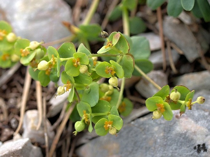 Euphorbia saxatilis