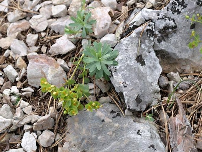 Euphorbia saxatilis